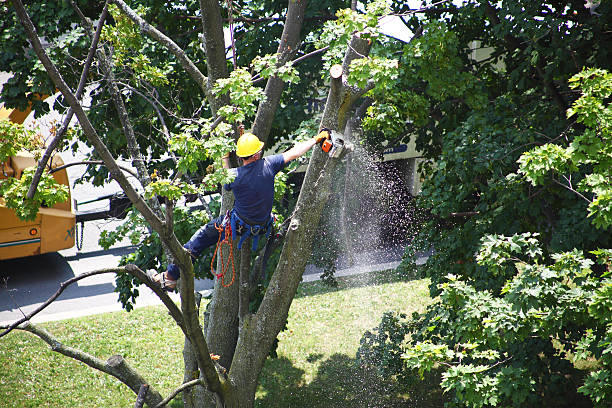 Best Fruit Tree Pruning  in USA